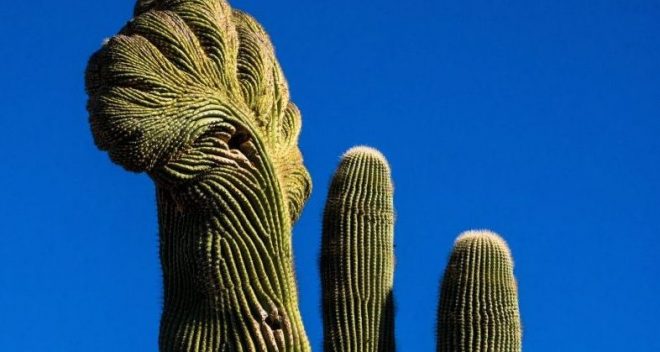 cactus with blue sky background