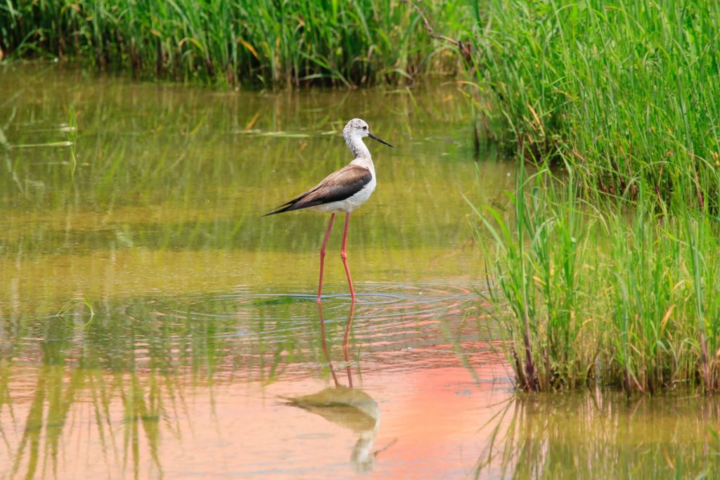 protecting-the-nation-s-waters-under-the-clean-water-act