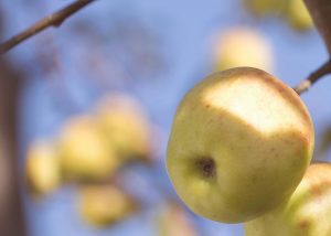 Yellow apples on tree